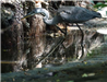 E47- Great Blue Heron at Joes Creek