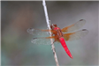 E16 - Dragonfly at Northaven Park