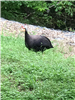 E21 - Guinea Hen Coombs Creek Trail