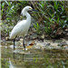 E89 - Snowy Egret at Joes Creek