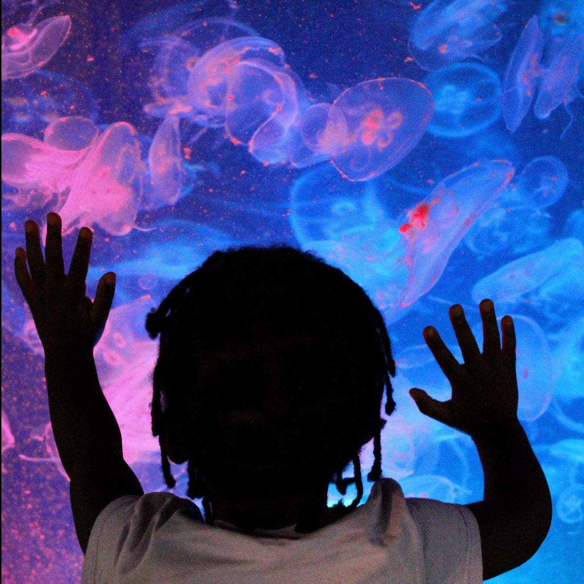 Little girl in front of jelly tank