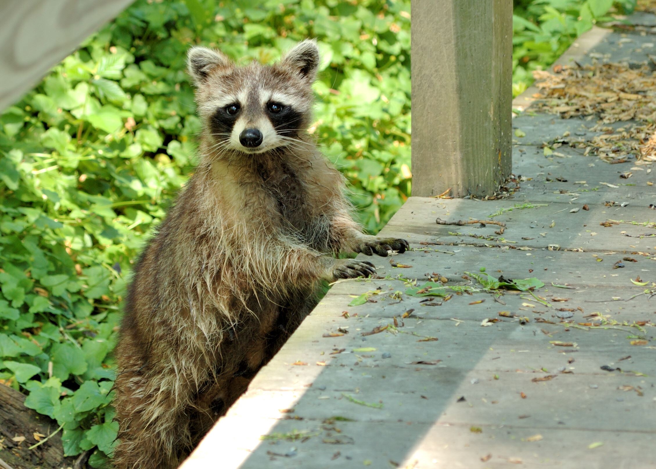 racoon at the park