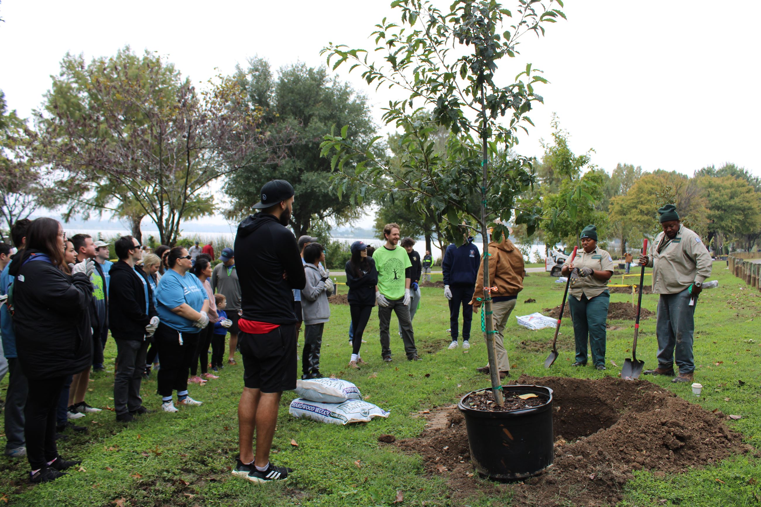 Individuals around a tree being planted in the ground. 