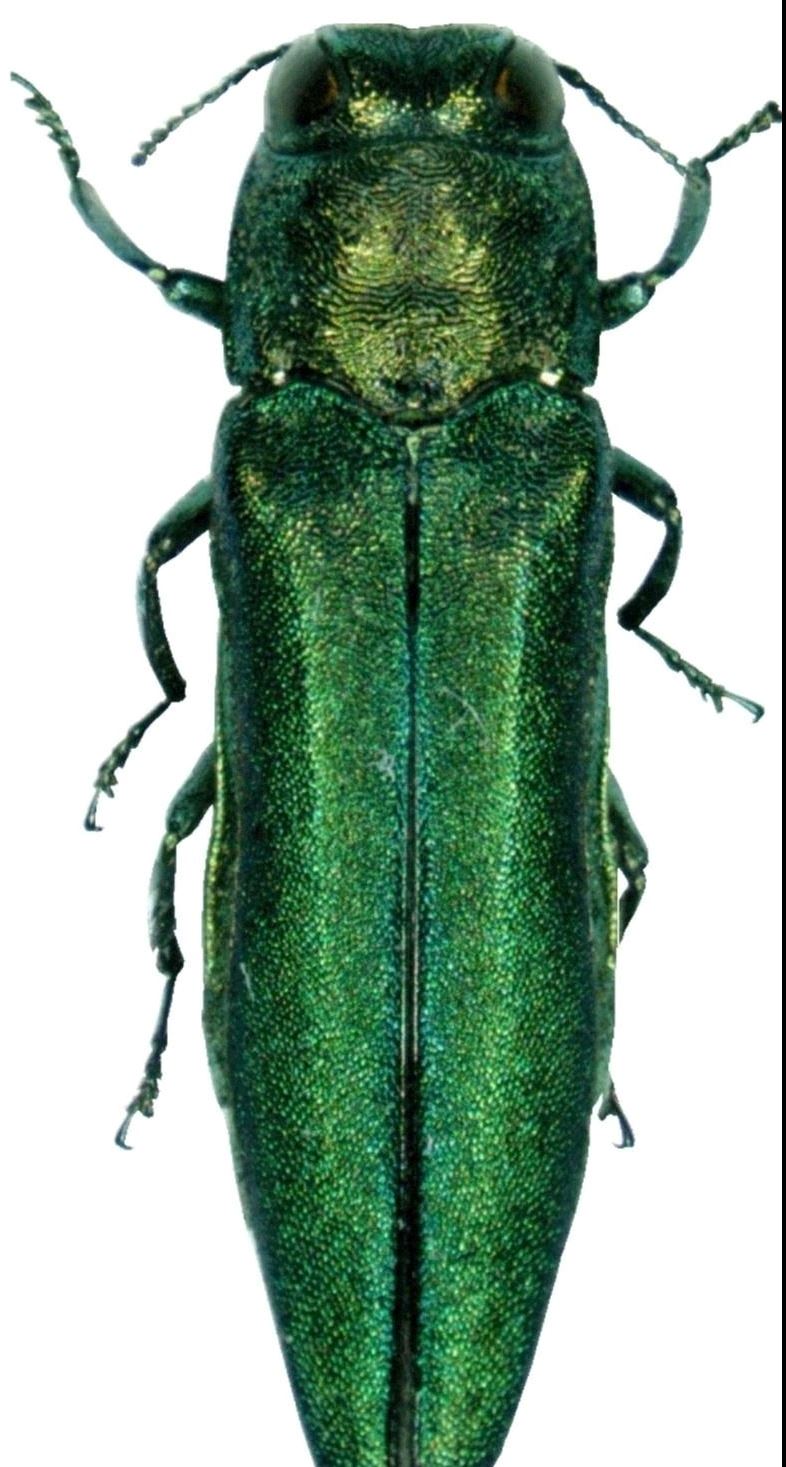 Emerald Ash Borer