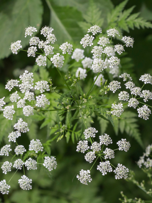 Water Hemlock