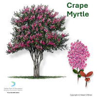 Crape Myrtle