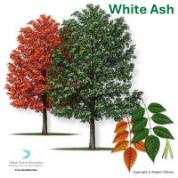 White Ash