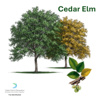 Cedar Elm