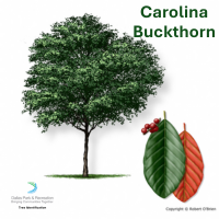 Carolina Buckthorn