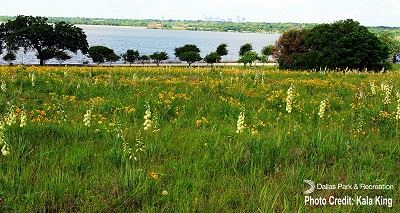 Native Blackland Prairie Small Final