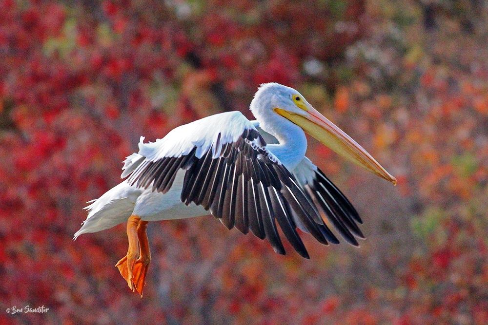 Ben Sandifer pelican