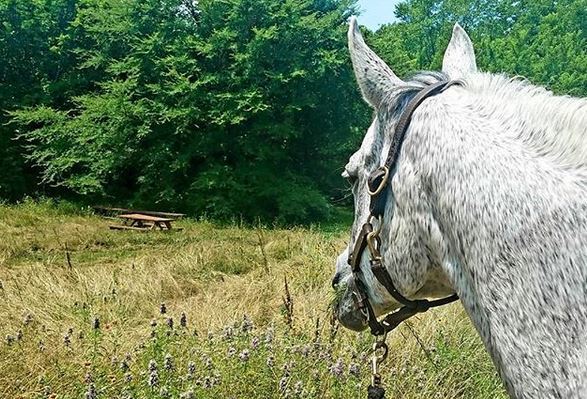 E86 - Sunny Pasture Great Trinity Forest
